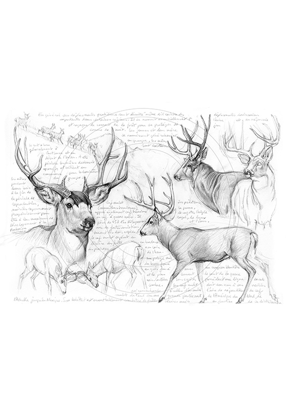 Marcello-art: Wild temperate zones 57 - Mule deer