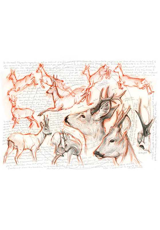 Marcello-art: Wild temperate zones 110 - Roe deer 01