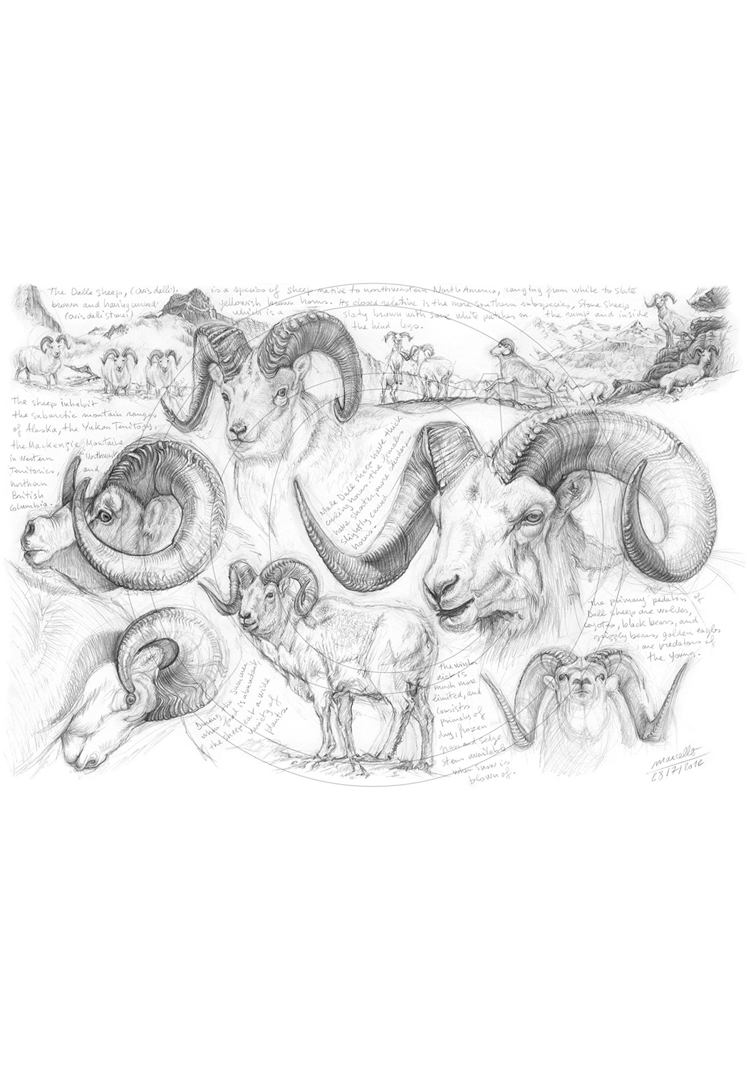 Marcello-art : Faune zones tempérées 191 - Mouflon de Dall