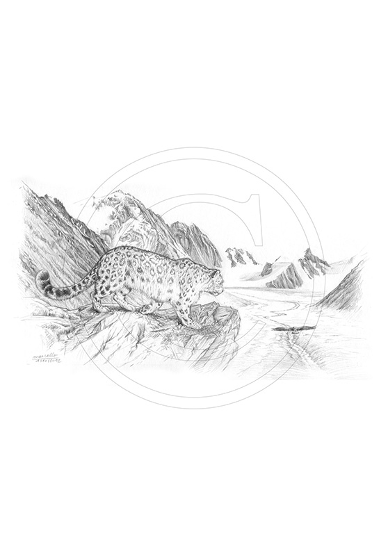 Marcello-art: Wild temperate zones 200 - Sayat - Snow Leopard