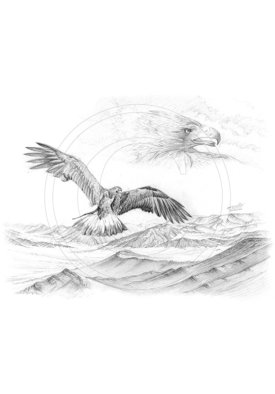 Marcello-art: Wild temperate zones 201 - Sayat - Eagle