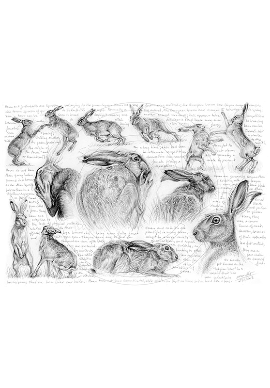 Marcello-art: Wild temperate zones 250 - H&H Hare