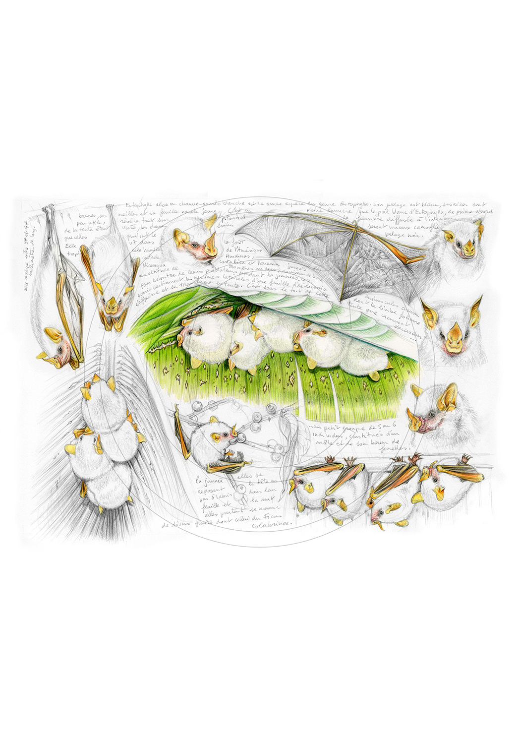 Marcello-art : Faune zones tempérées 253 - Chauve-souris blanche Ectophylla alba