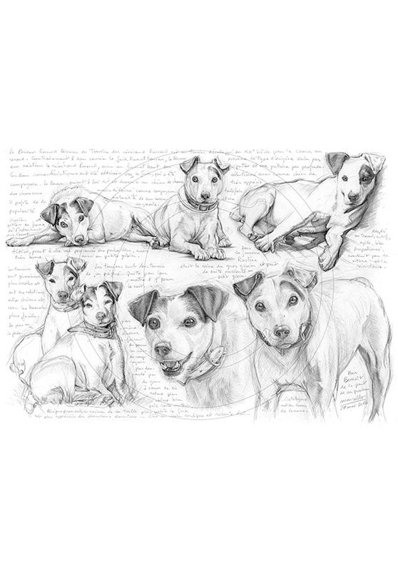 Marcello-art: Wild temperate zones 258 - Parson Russell Terrier
