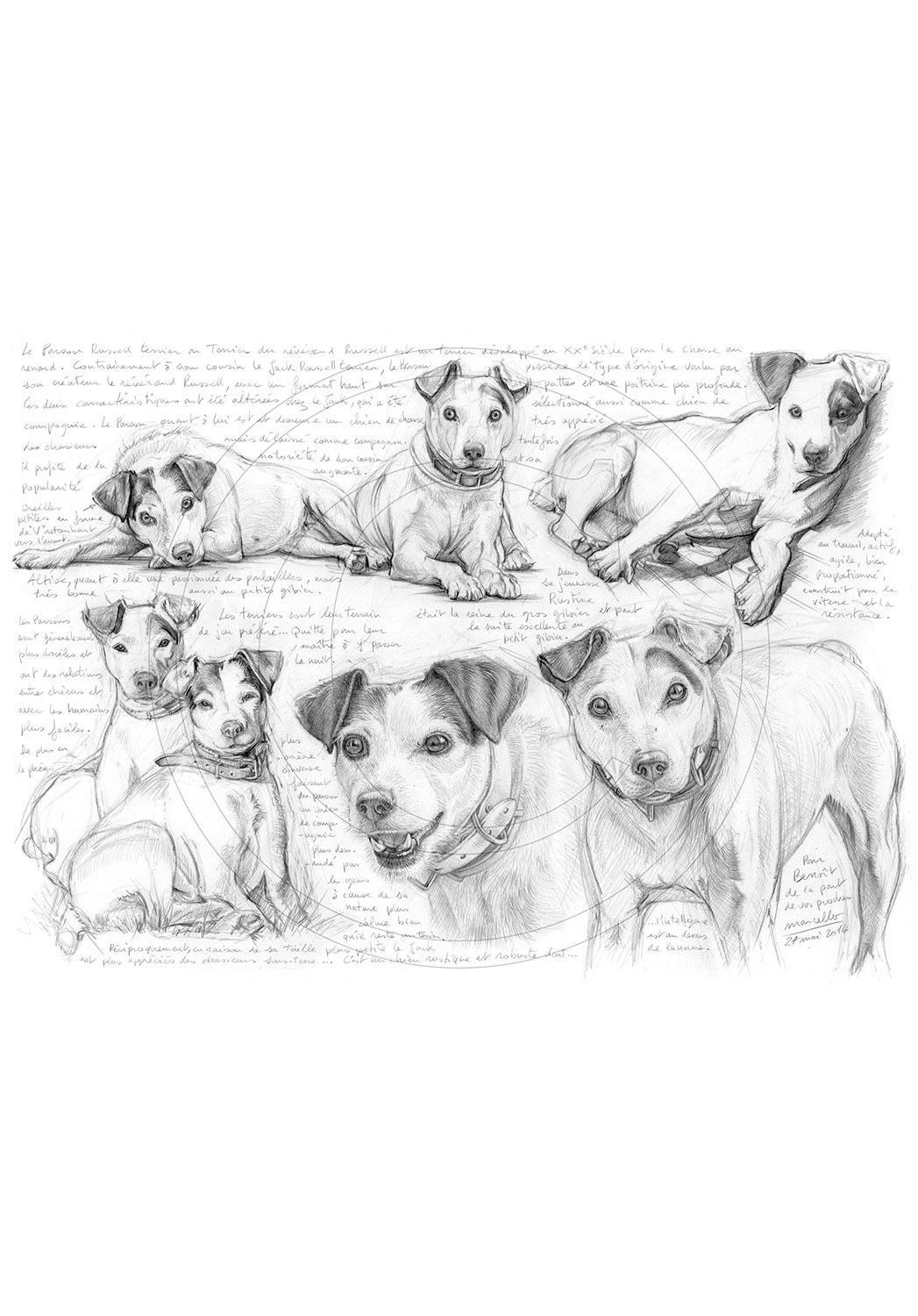 Marcello-art: Wild temperate zones 258 - Parson Russell Terrier
