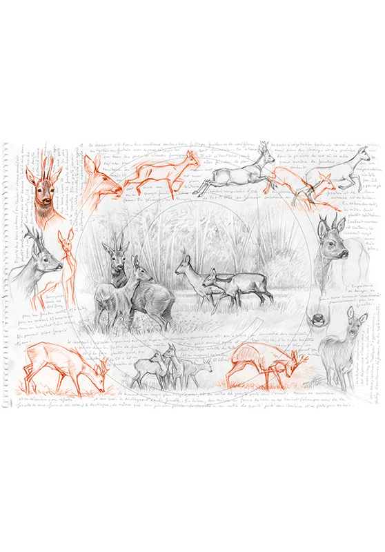 Marcello-art: Wild temperate zones 270 - Roe deer