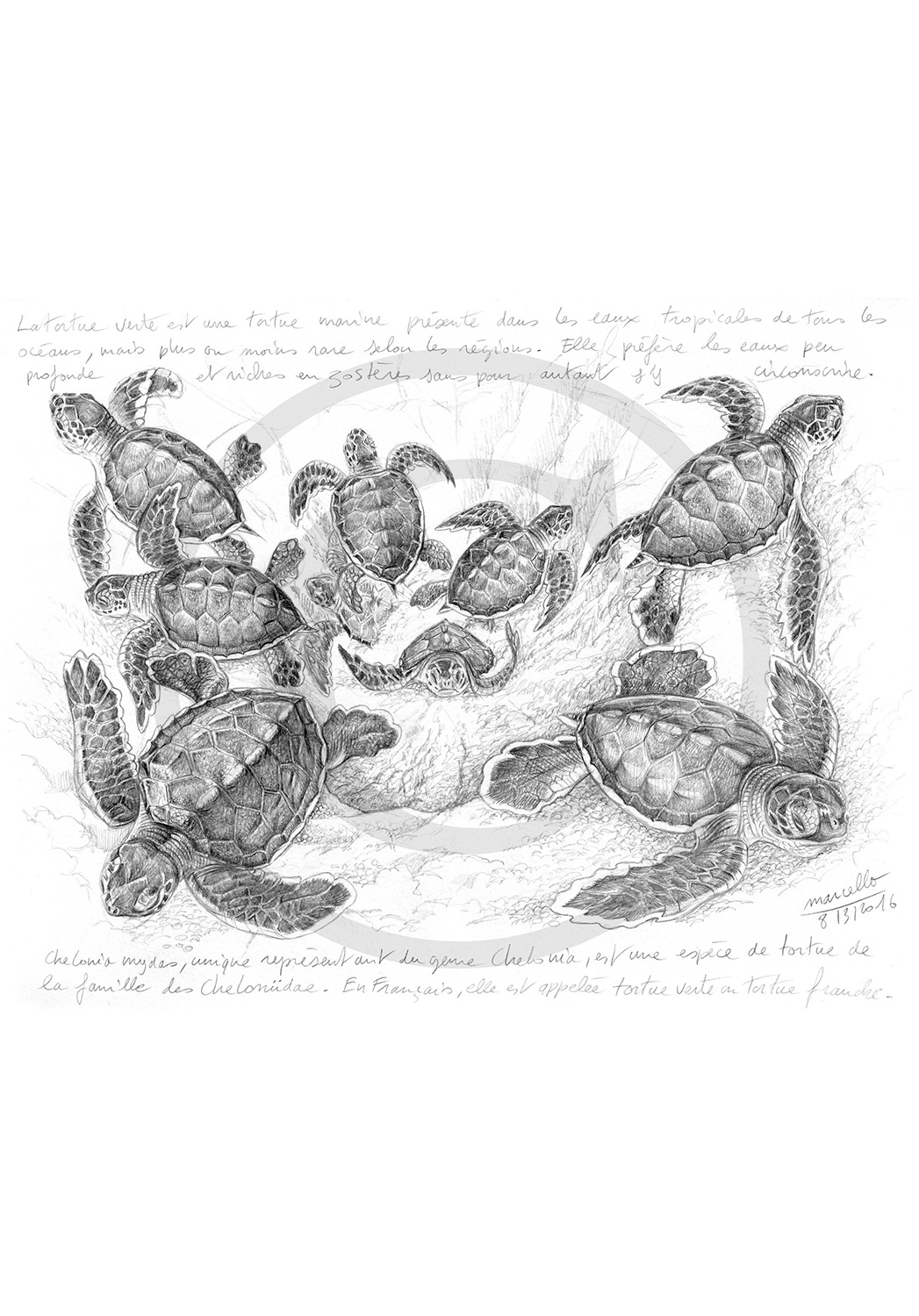Marcello-art: Wild temperate zones 334 - Green turtles