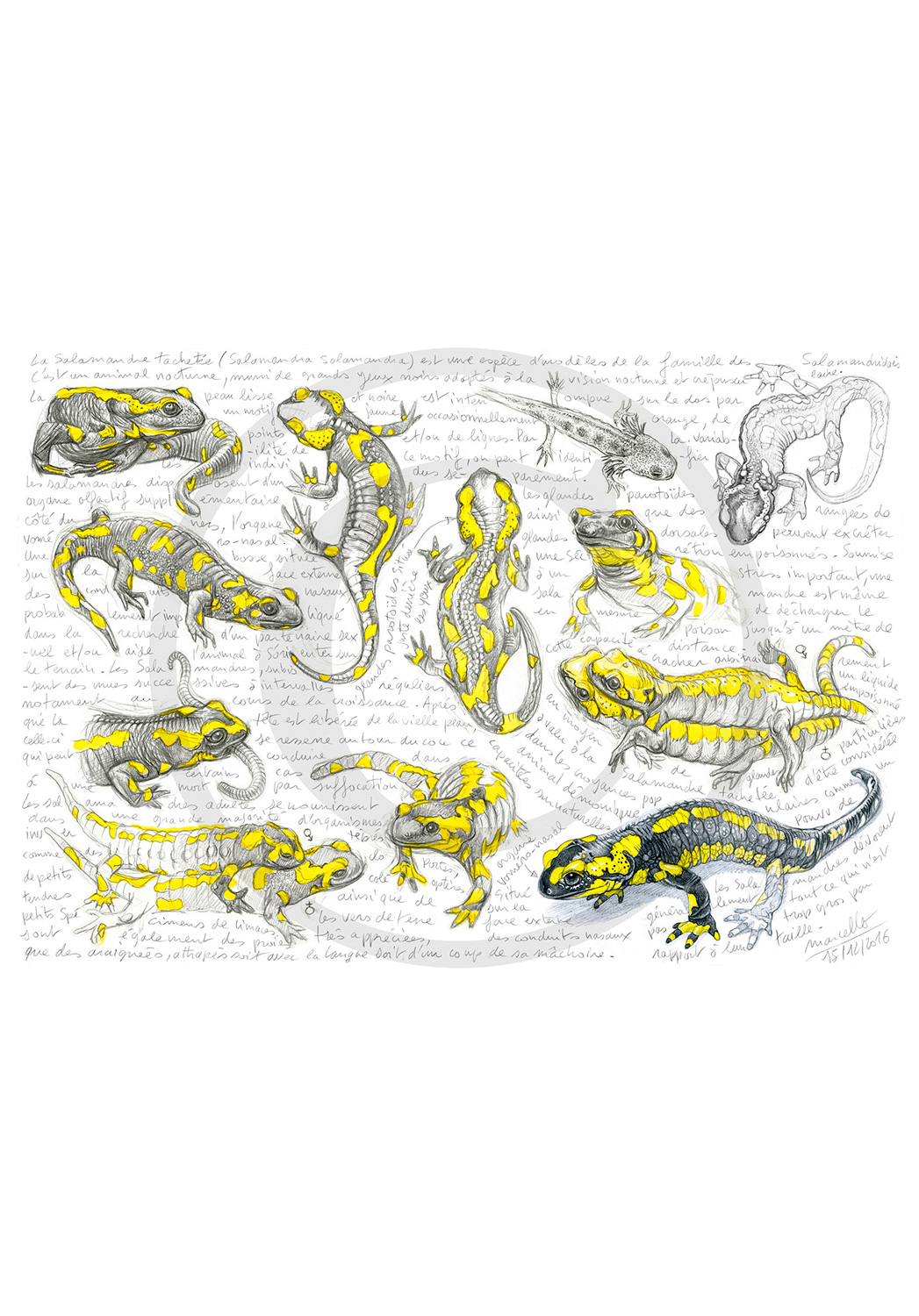 Marcello-art: Wild temperate zones 95 - Salamander