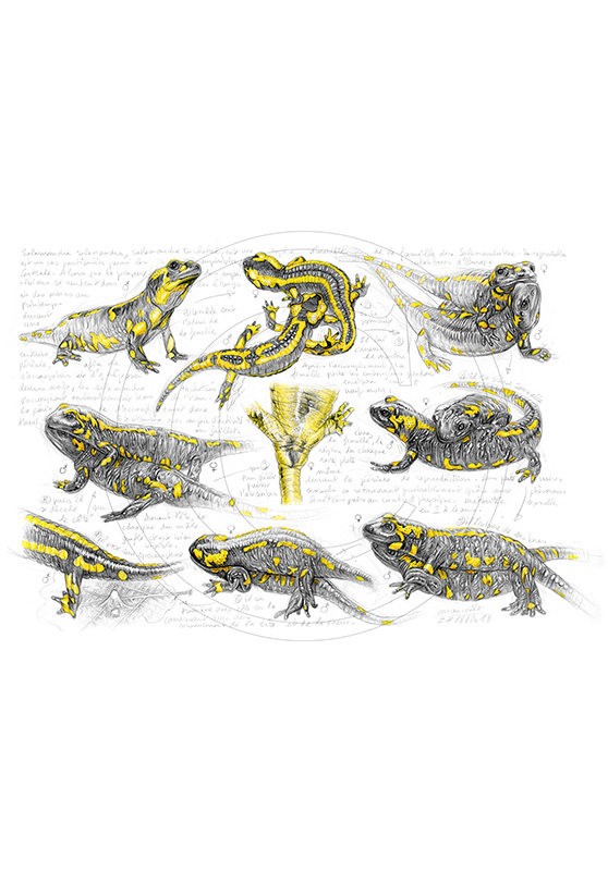 Marcello-art : Faune zones tempérées 384 - Accouplement salamandre