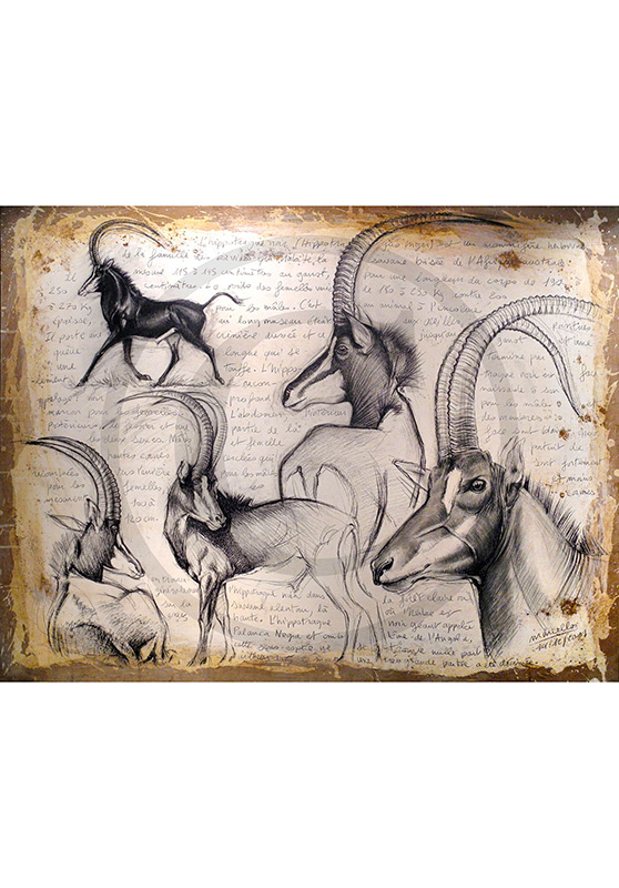 Marcello-art : Originaux sur toile 109 - Hippotragus niger - Sable-03