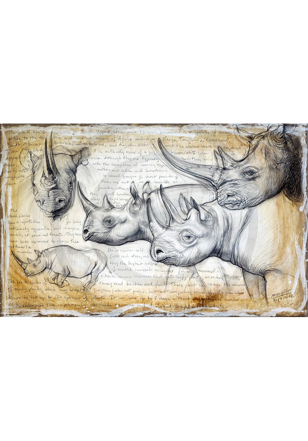 Marcello-art: Originals on canvas 176 - Rhino 03