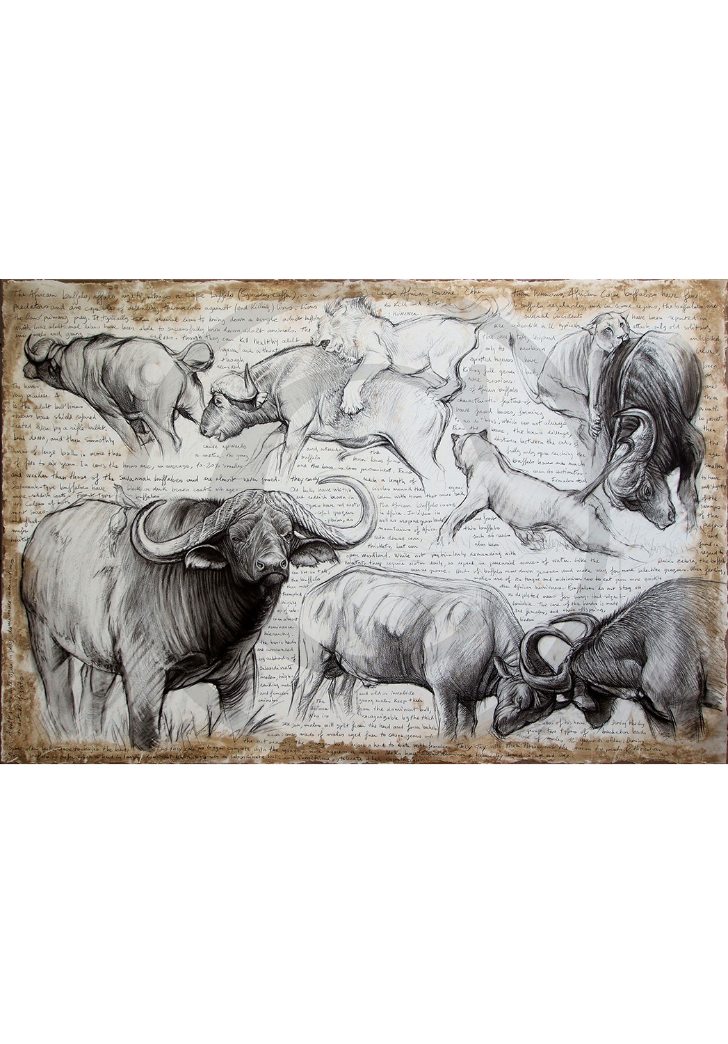 Marcello-art: Originals on canvas 225 - Cap buffaloes
