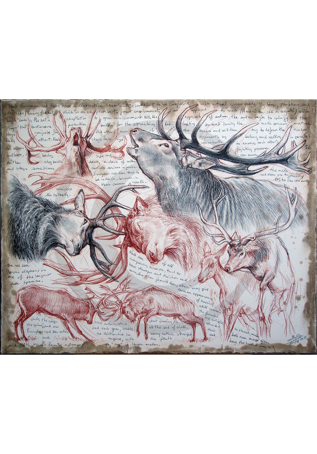 Marcello-art: Originals on canvas 226 - Red Deer