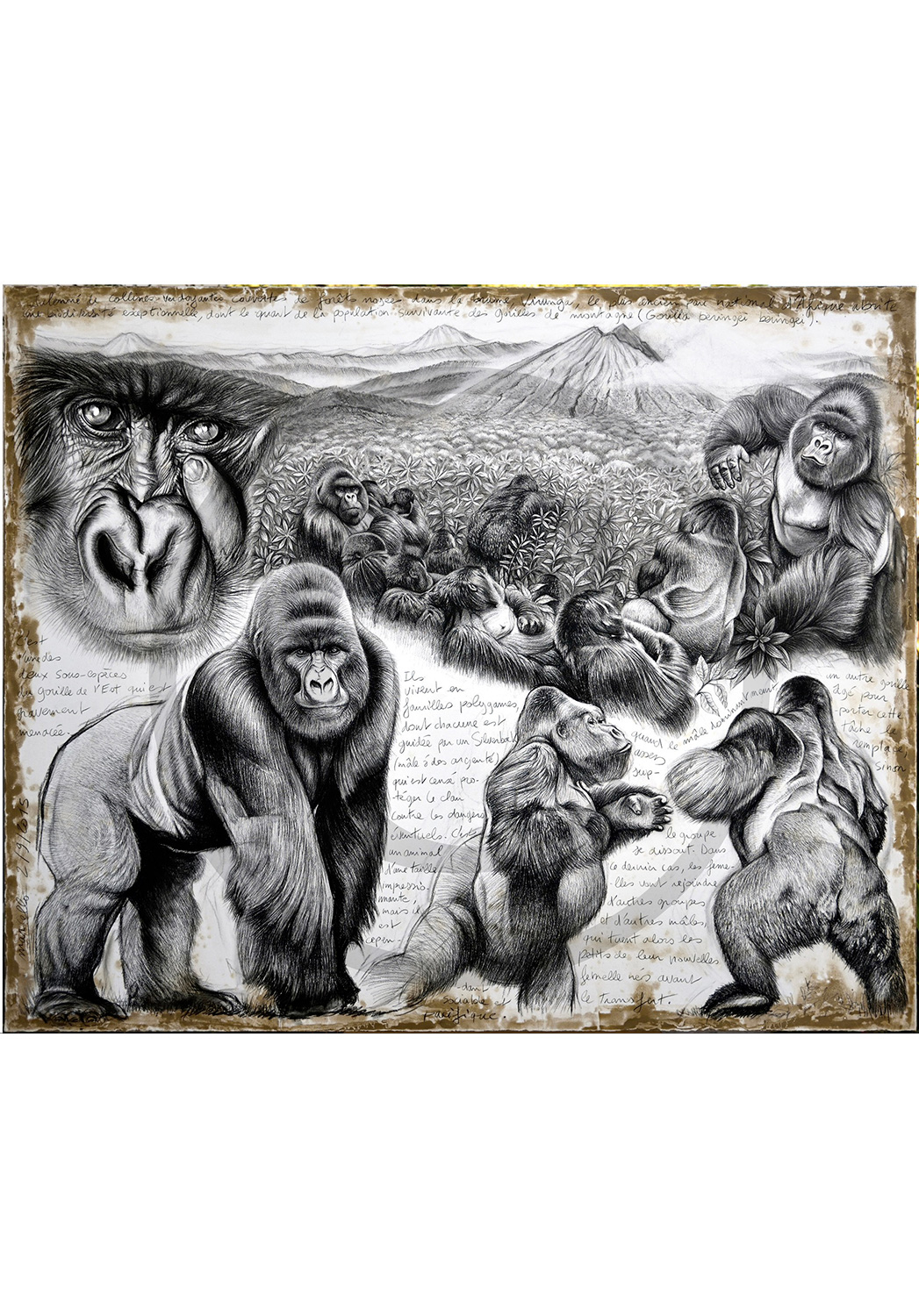 Marcello-art : Originaux sur toile 301 - Virunga Gorille de montagne