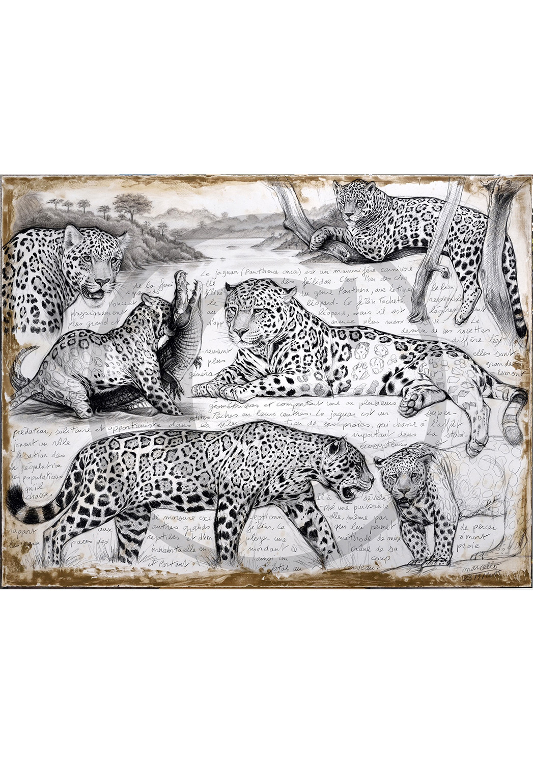 Marcello-art : Originaux sur toile 306 - Jaguar