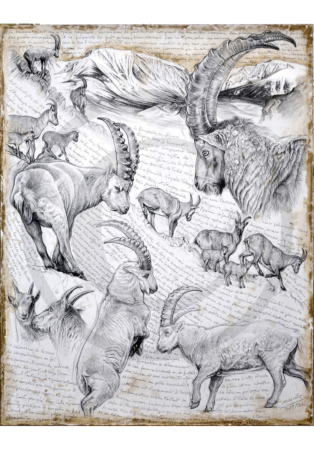 Marcello-art: Originals on canvas 348 - Alpine Ibex