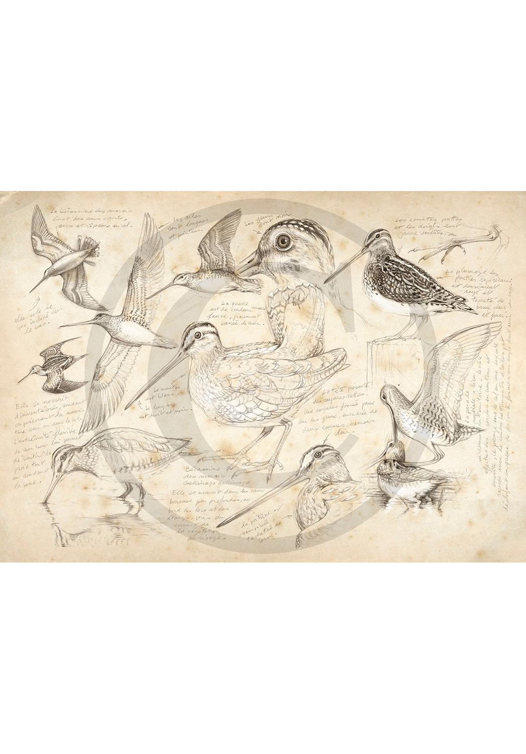 Marcello-art : Ornithologie 12 - Bécassine