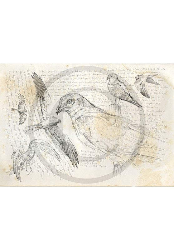 Marcello-art: Ornithology 14 - Circus pygargus