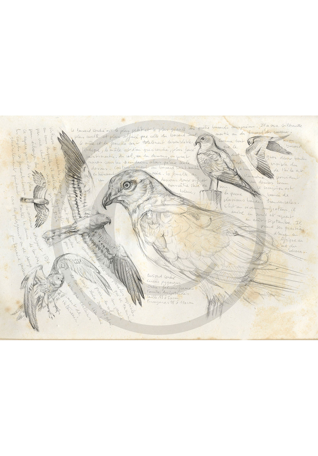 Marcello-art : Ornithologie 14 - Circus pygargus