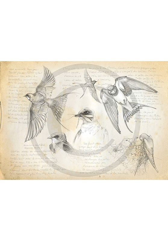 Marcello-art : Ornithologie 24 - Hirondelle