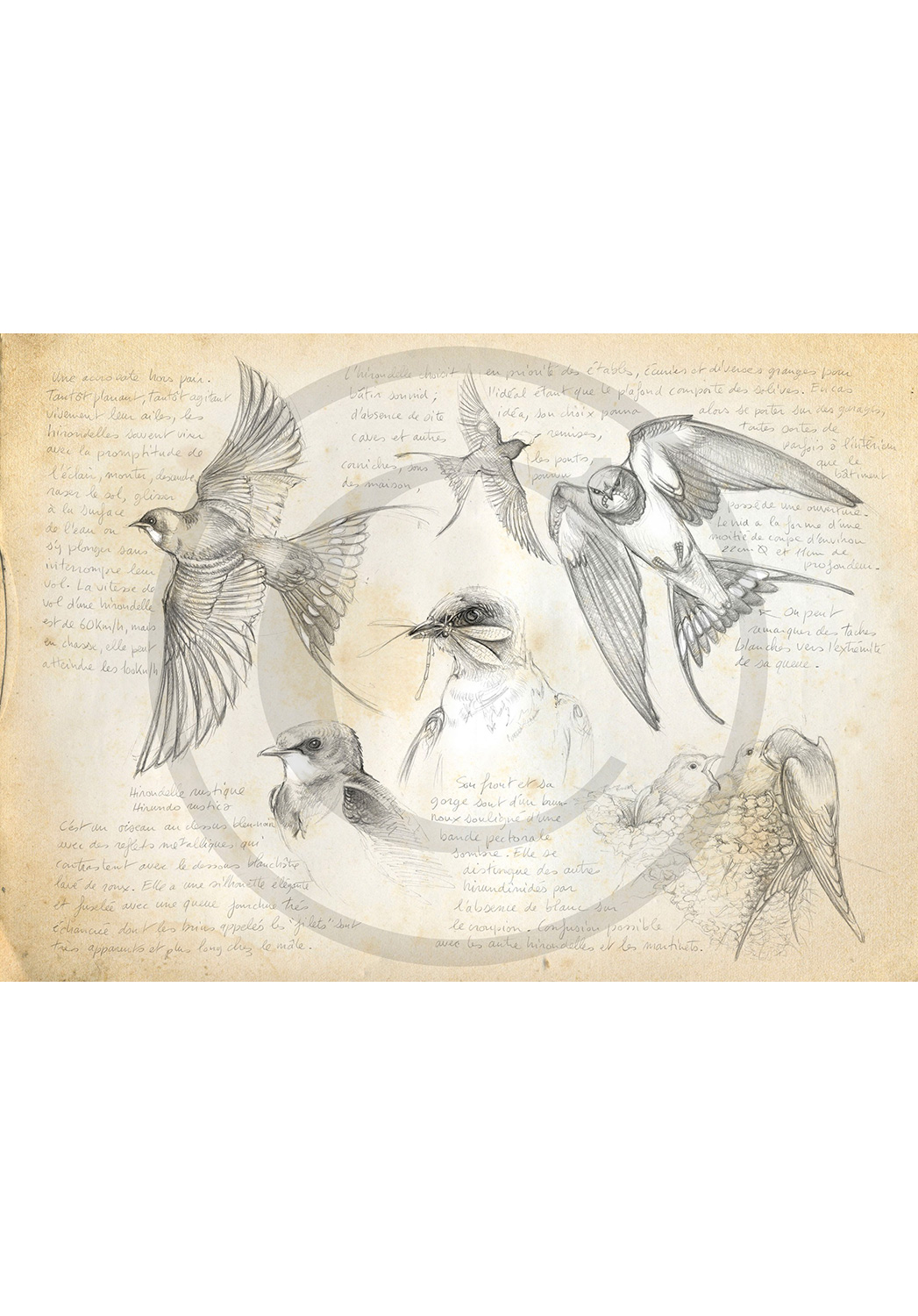 Marcello-art : Ornithologie 24 - Hirondelle