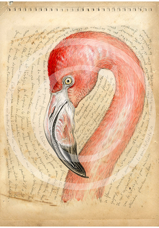 Marcello-art : Ornithologie 36 - Flamant rose