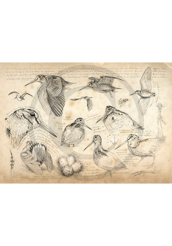 Marcello-art : Ornithologie 50 - Bécasse des bois