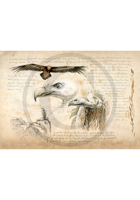 Marcello-art: Ornithology 115 - Griffon vulture