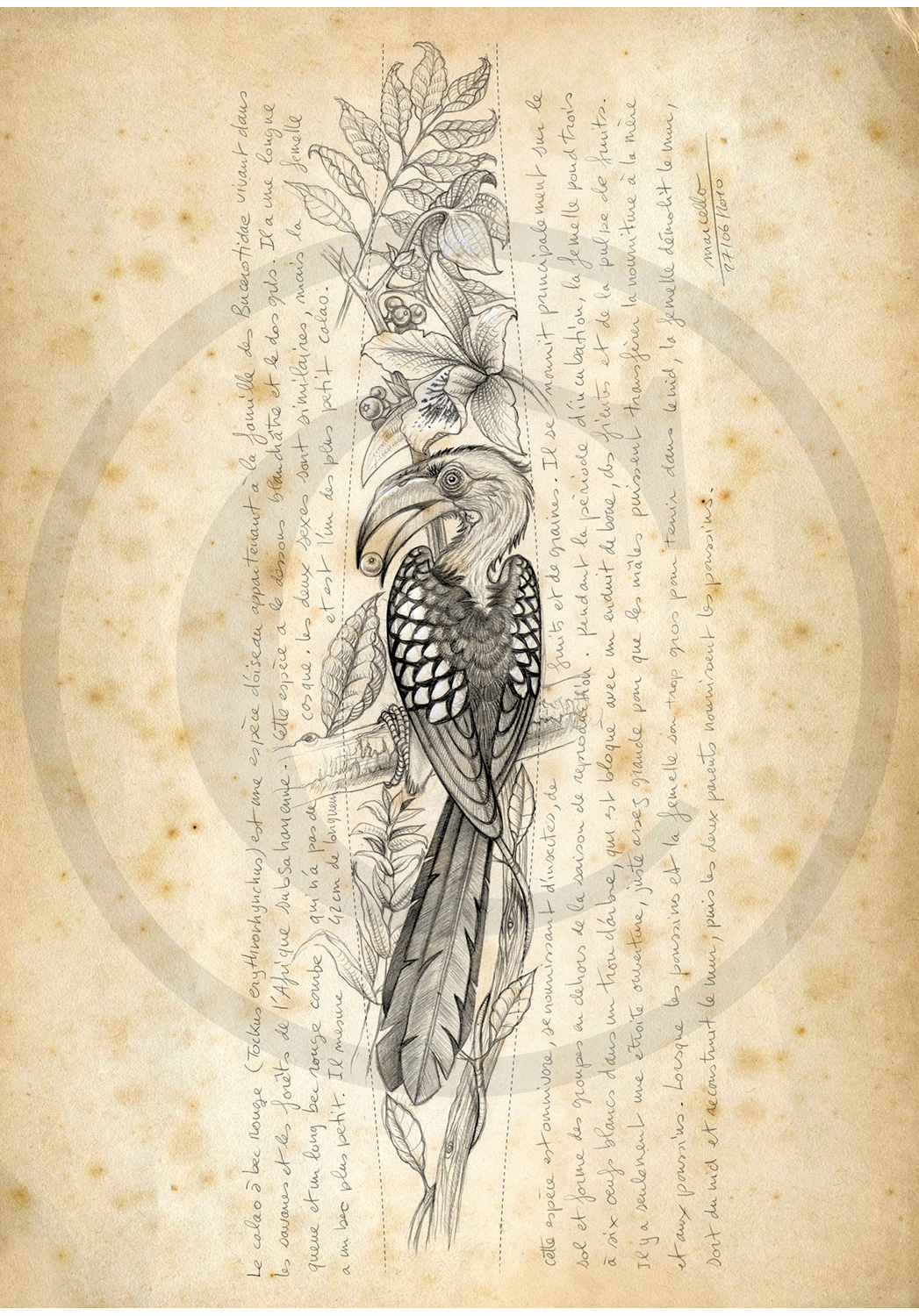 Marcello-art : Ornithologie 116 - Calao-bec-rouge