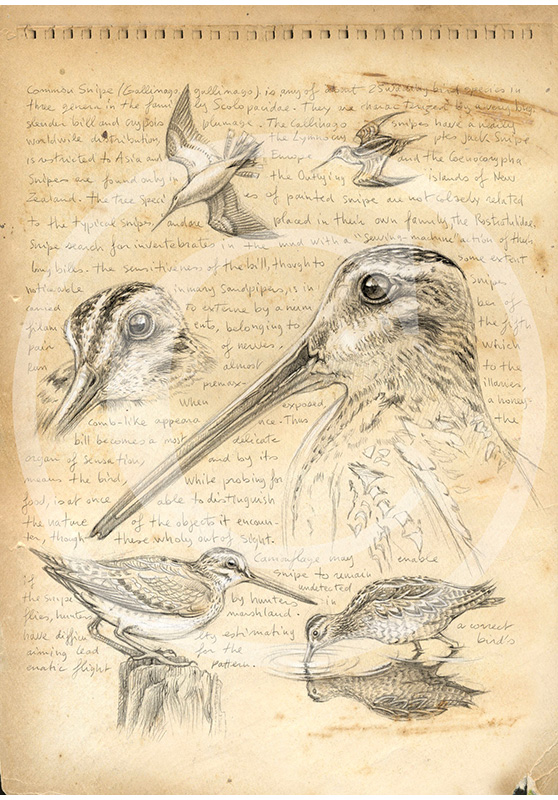 Marcello-art : Ornithologie 168 - Bécassine des marais 02