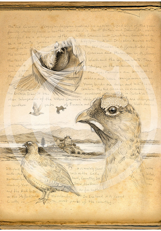 Marcello-art: Ornithology 169 - Red grouse 02