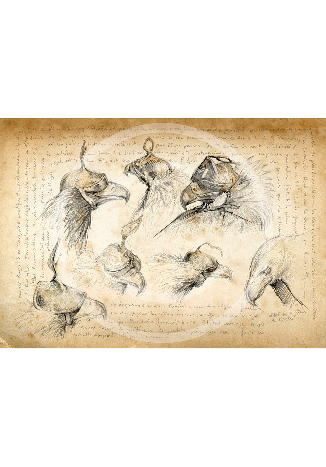 Marcello-art : Ornithologie 171 - Chasse à l'aigle