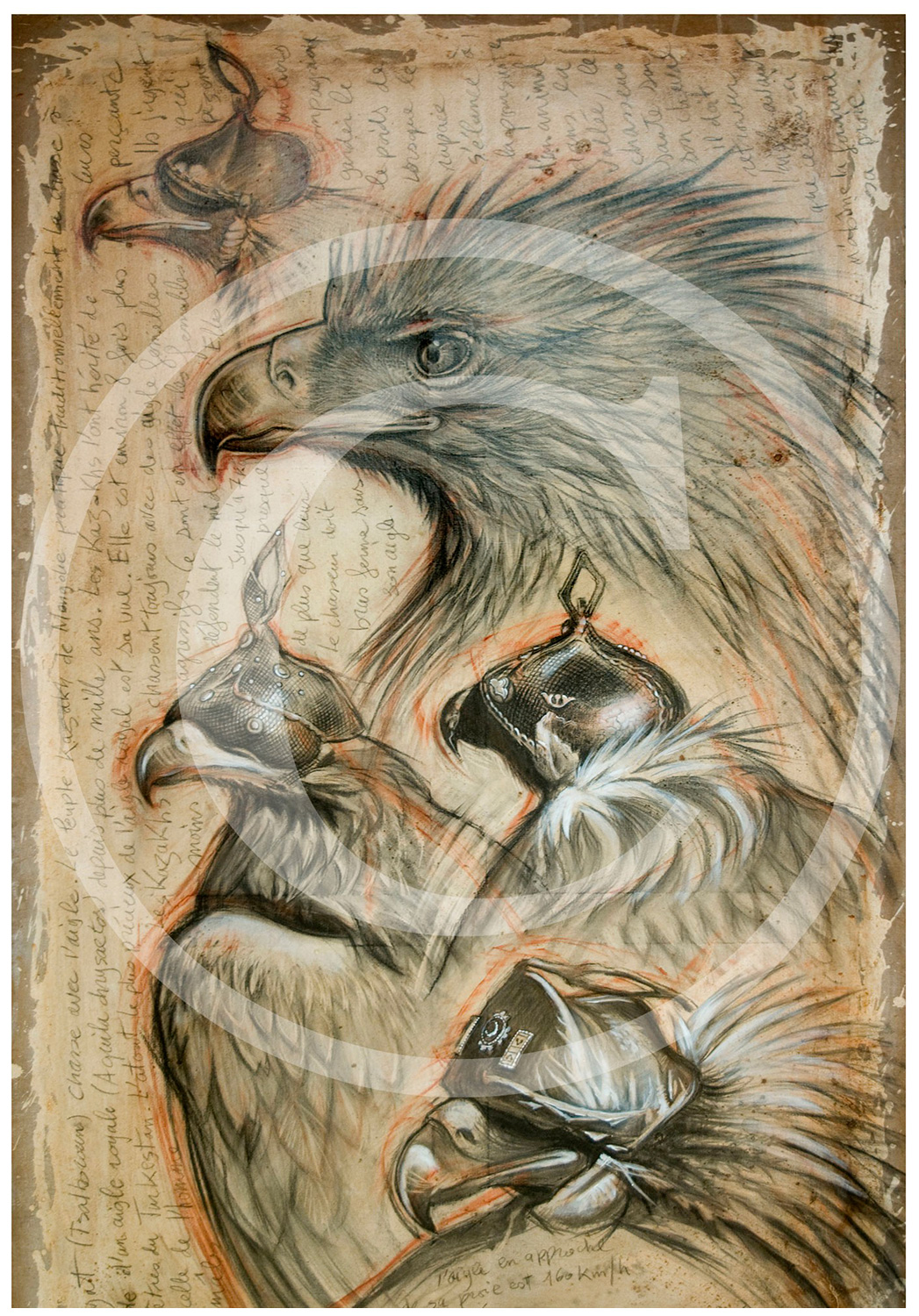 Marcello-art : Ornithologie 105 - Sayat, chasse à l'aigle