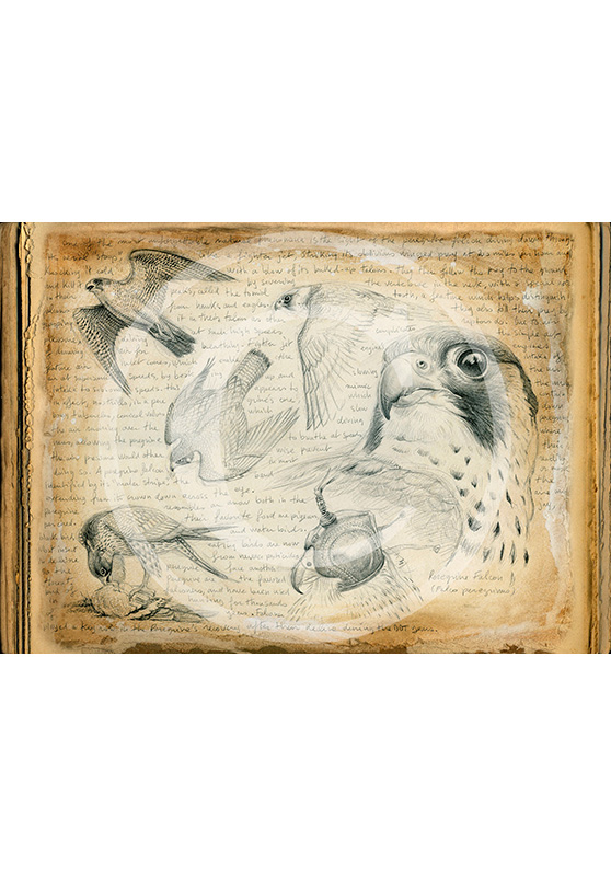 Marcello-art : Ornithologie 174 - Faucon Pèlerin 02