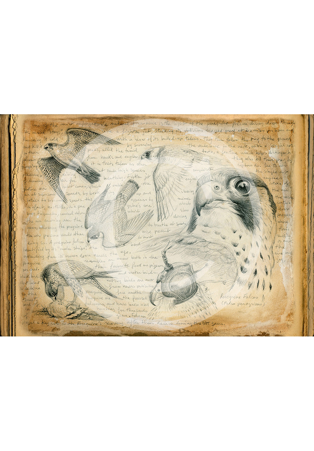 Marcello-art: Ornithology 174 - Pelegrine falcon 02