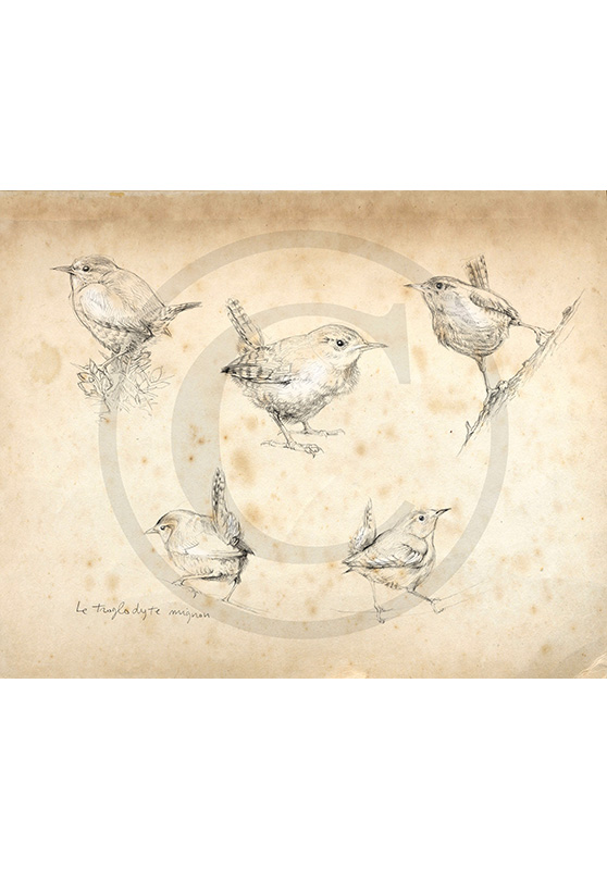 Marcello-art: Ornithology 212 - Troglodyte
