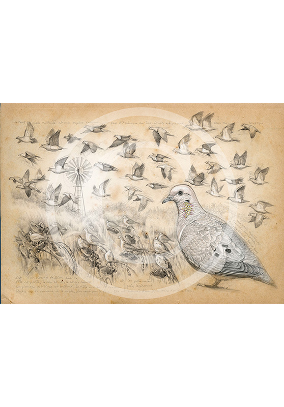 Marcello-art: Ornithology 231 - Eared Dove