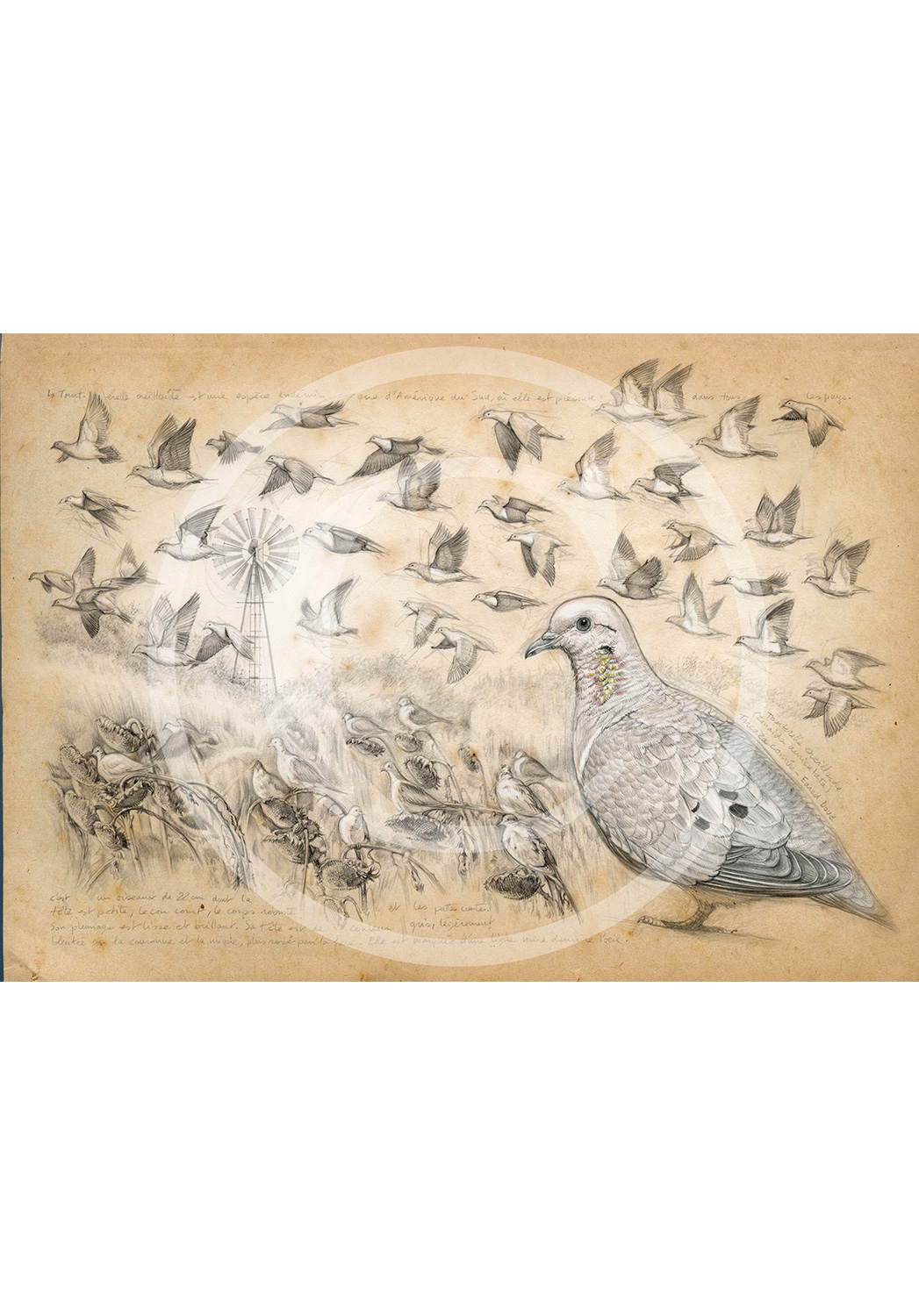 Marcello-art : Ornithologie 231 - Tourterelle oreillarde