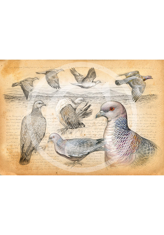 Marcello-art : Ornithologie 233 - Pigeon picazuro