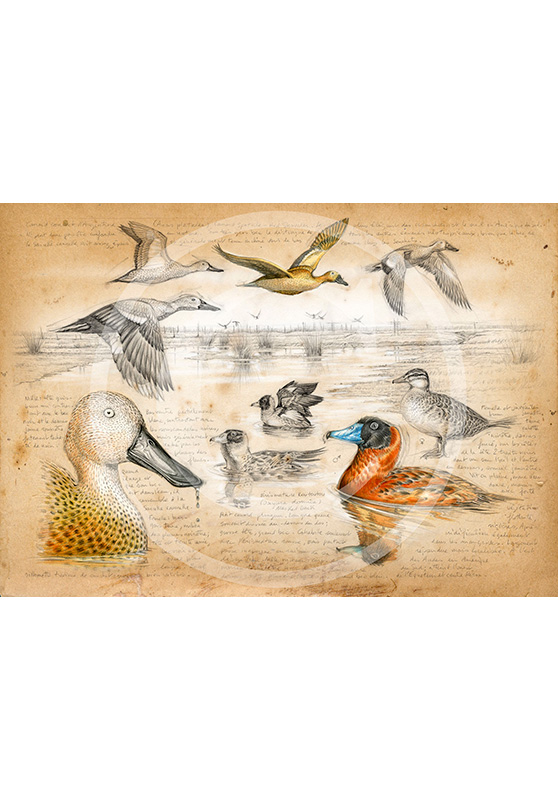 Marcello-art: Ornithology 235 - Masked Duck