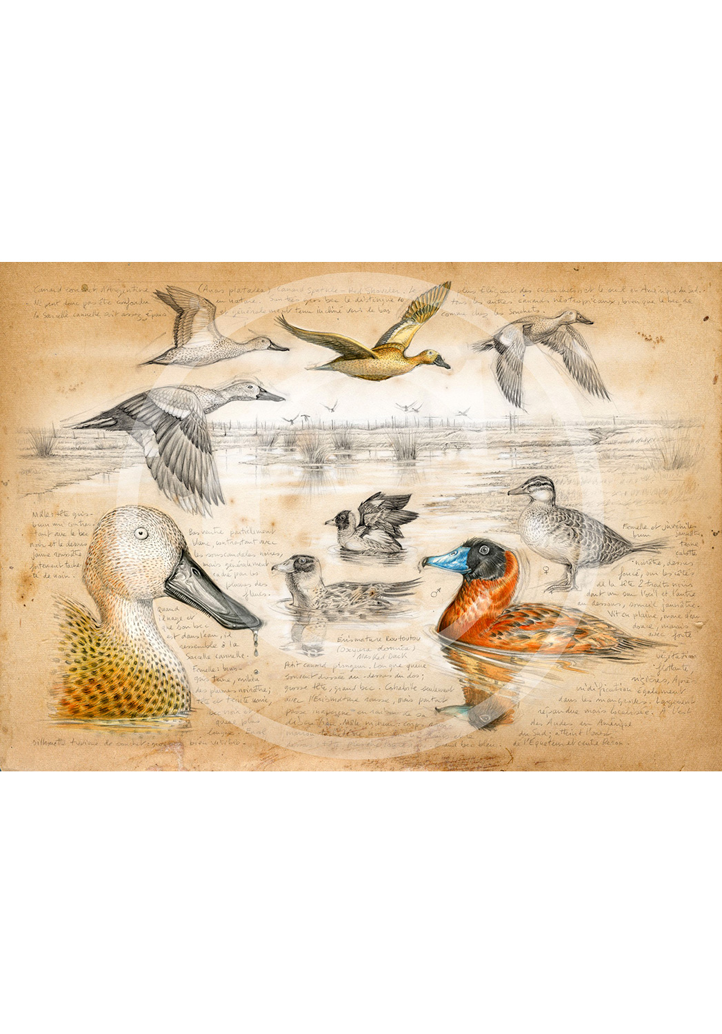 Marcello-art : Ornithologie 235 - Érismature routoutou et souchet Argentine