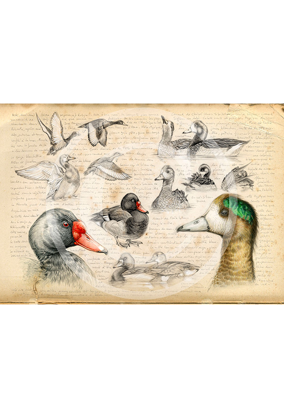 Marcello-art : Ornithologie 236 - Canard Siffleur du Chili et Nette demi deuil