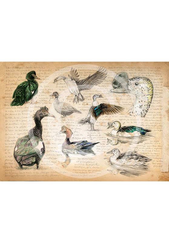 Marcello-art: Ornithology 238 - Muscovy Duck & Knob-billed Duck