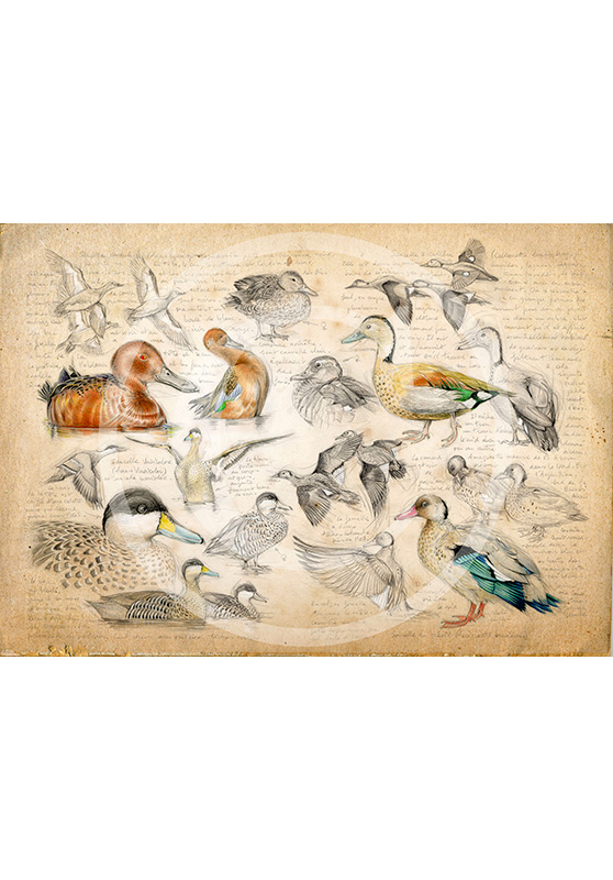 Marcello-art: Ornithology 239 - Teal
