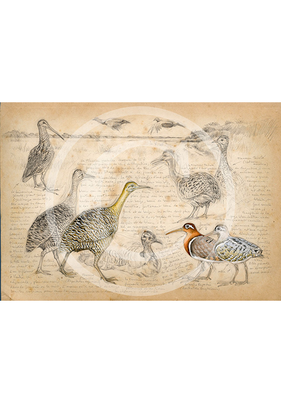 Marcello-art : Ornithologie 240 - Tinamous et Bécassines rhynchée