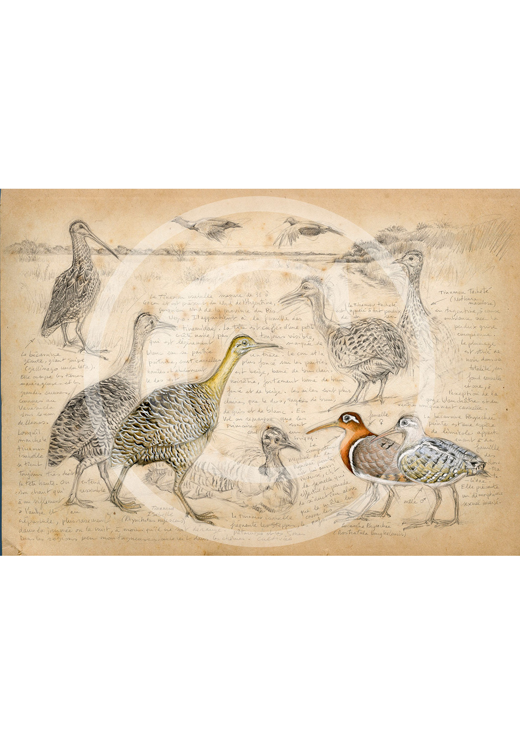 Marcello-art: Ornithology 240 - Tinamou & Snipe