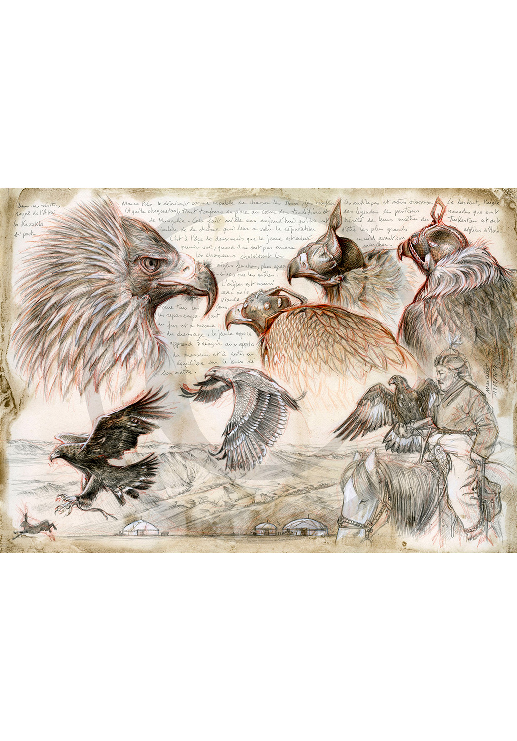 Marcello-art : Ornithologie 256 - Aigliers Kazakhs de l'Altai
