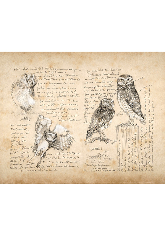 Marcello-art: Ornithology 263 - Burrowing Owl