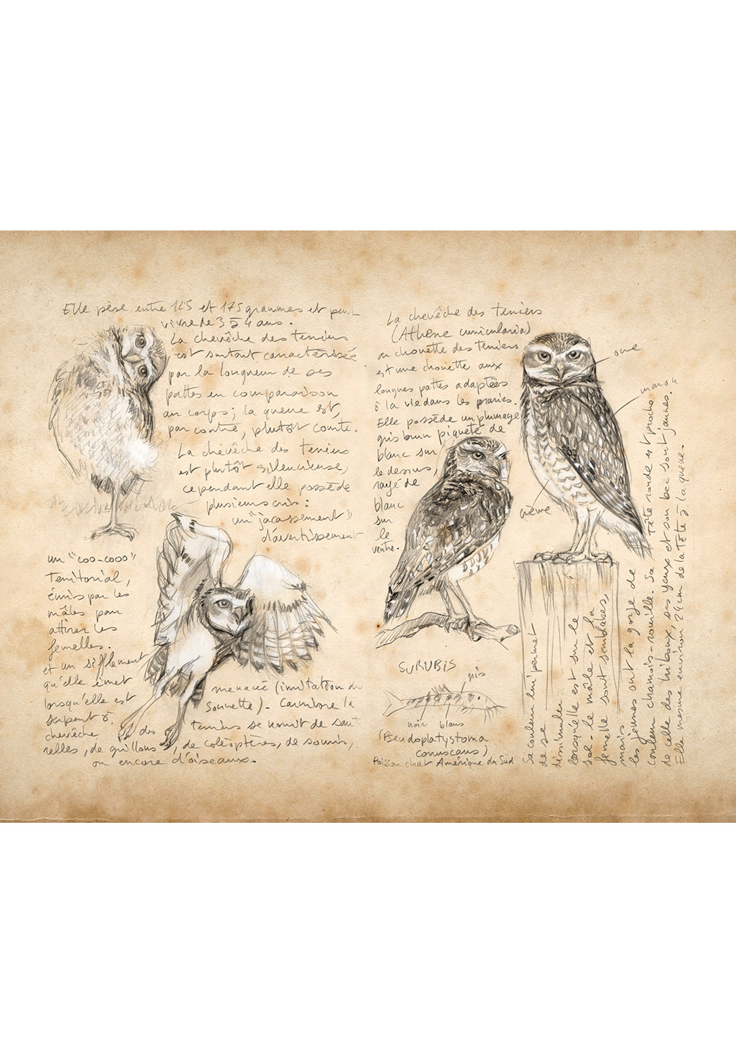 Marcello-art : Ornithologie 263 - Chevèche des terriers