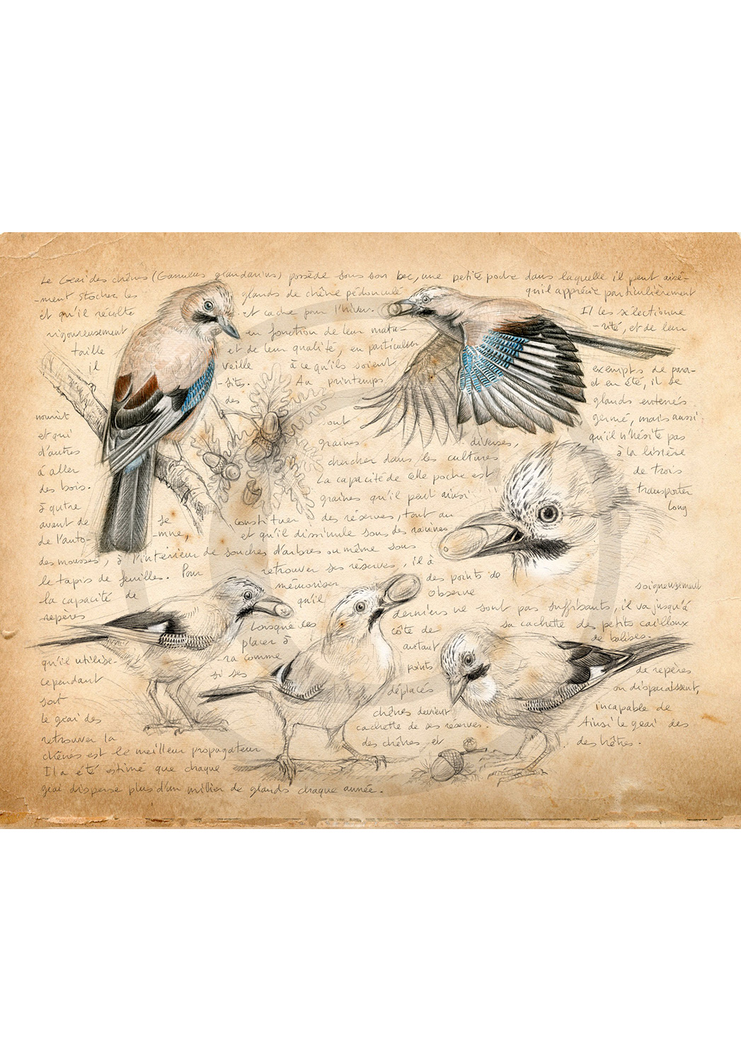 Marcello-art : Ornithologie 273 - Geai des chênes